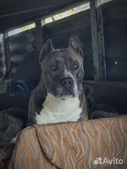 Стаффордширский терьер вязка