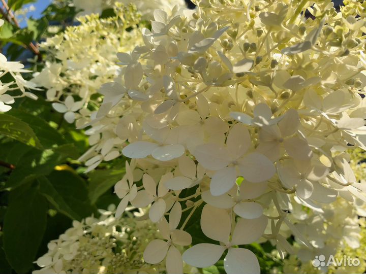 Хризантемы и гортензии