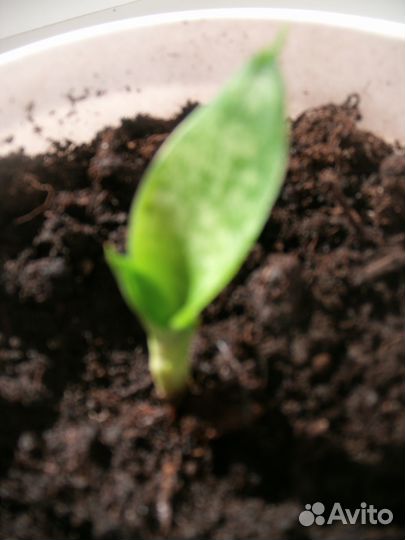 Сансевиерия- тёщин язык суккулент