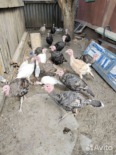 Индюки домашние