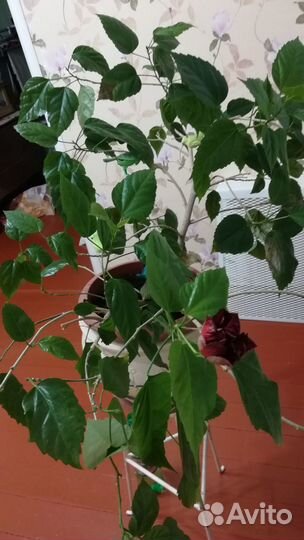 Гибискус китайская роза