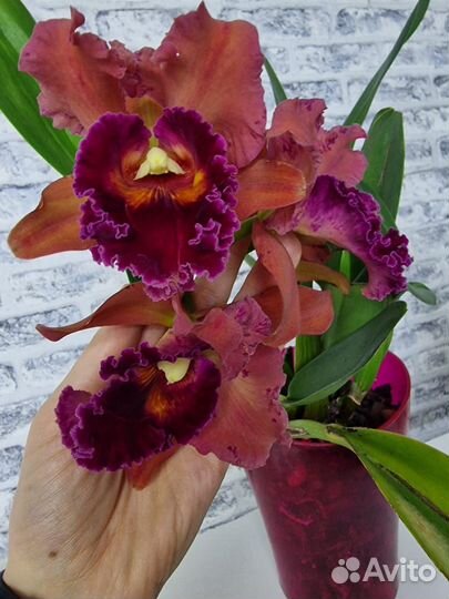 Орхидея каттлея