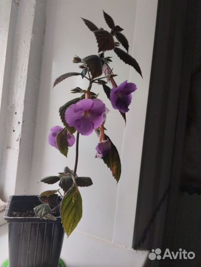 Комнатные цветы