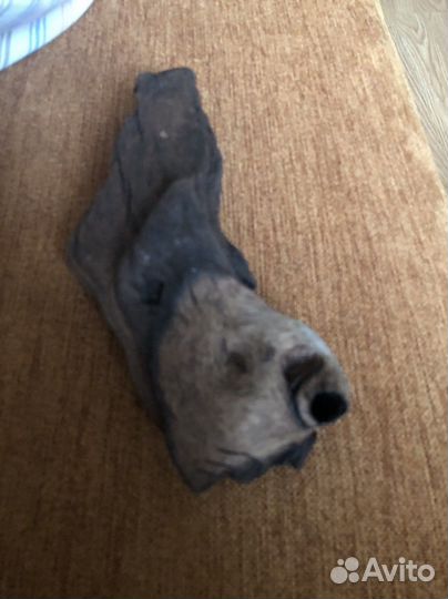 Коряга мангрового дерево