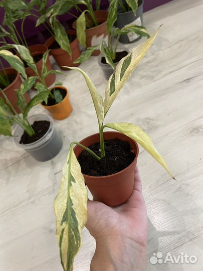 Спатифиллум вариегатный