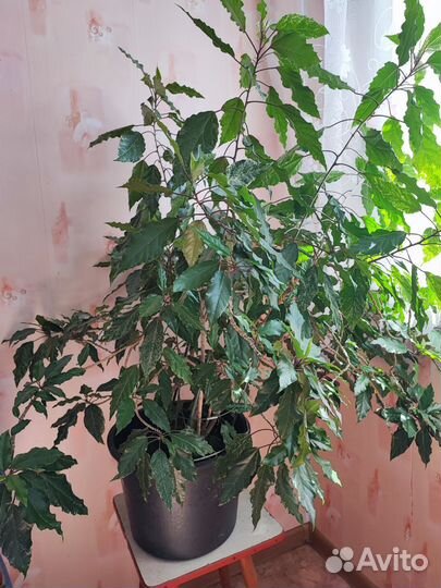 Гибискус китайская роза