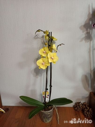 Орхидея фаленопсис Манго, 2 ствола