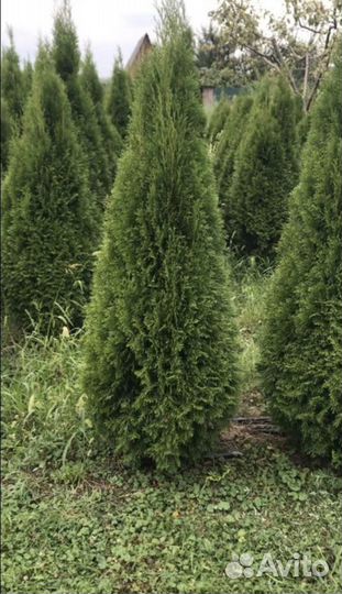 Туя Смарагд