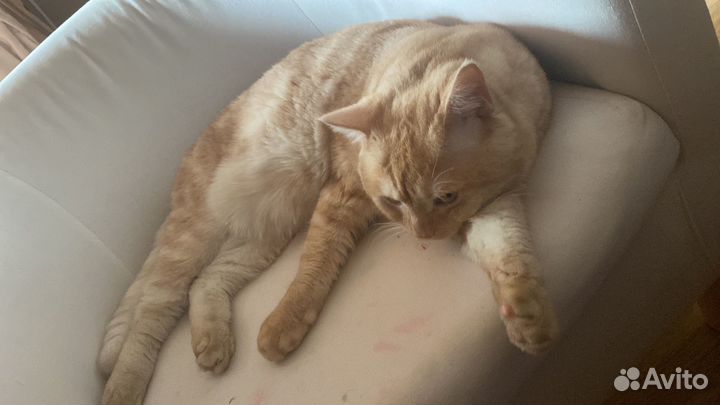 Отдам кота в добрые руки