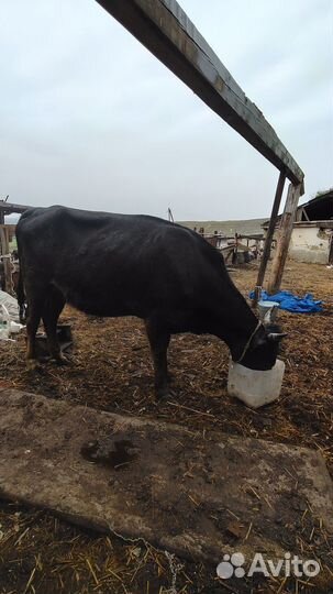 Корова дойная