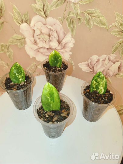 Замиокулькас Short Leaf