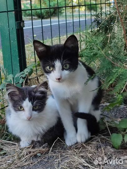 Отдам прекрасных котят, 4 месяца