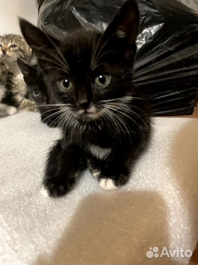 Котики в добрые руки