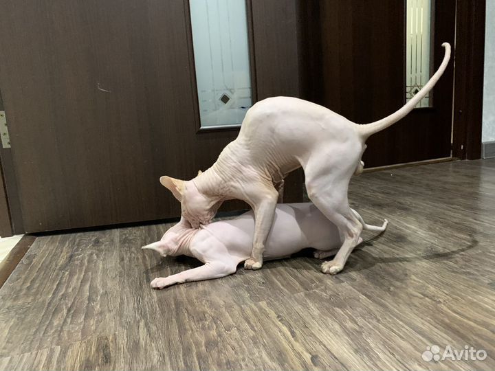 Вязка кот сфинкс