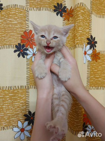 Котики бесплатно