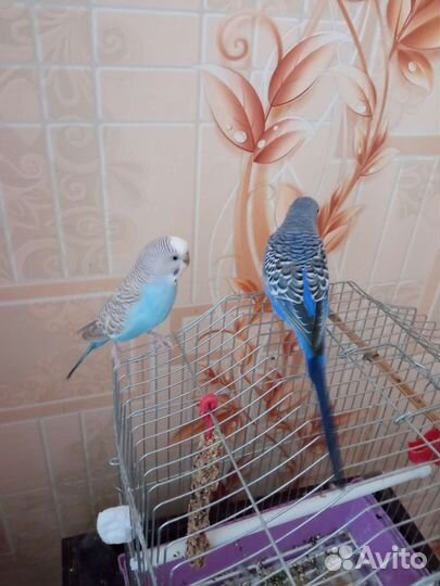 Волнистые попугайчики парочка с клеткой