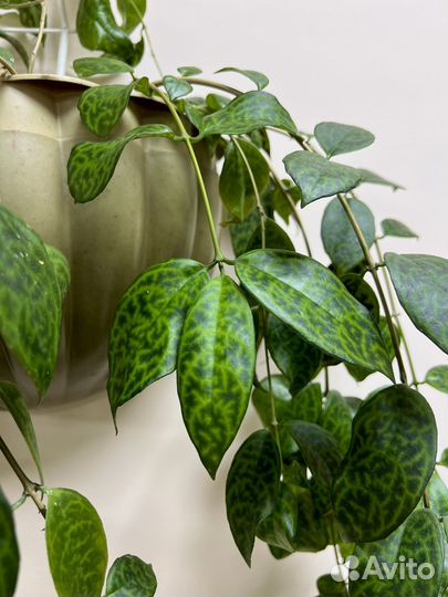 Эсхинантус мраморный marmoratus