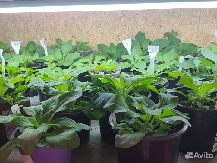 Черенки петунии, калибрахоа, алиссума, вербены