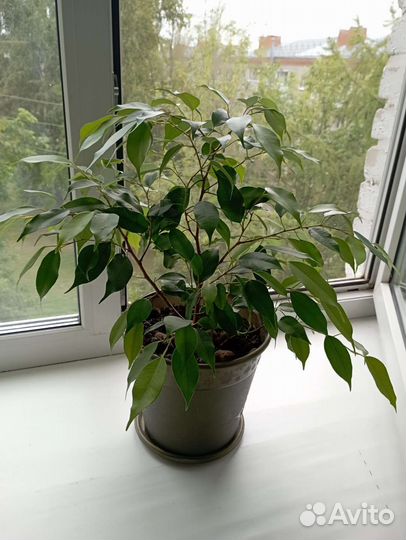 Фикус бенджамина