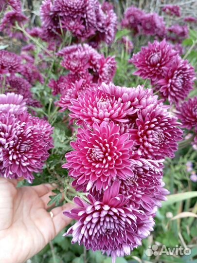 Мультифлора и хризантема