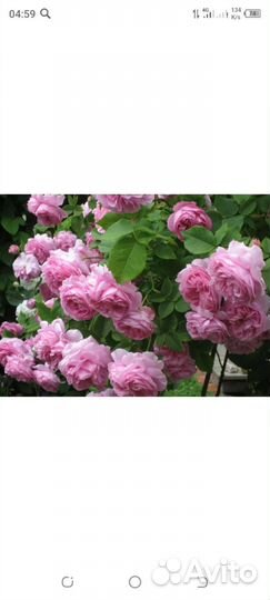 Кустовые розы саженцы