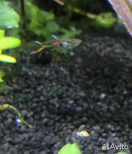 Гуппи эндлера, мальки