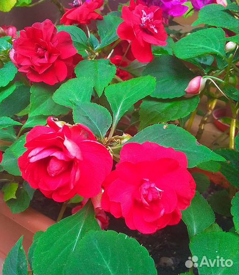 Бальзамин красный, куст