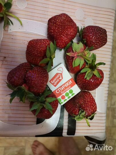 Рассада клубники, земляники