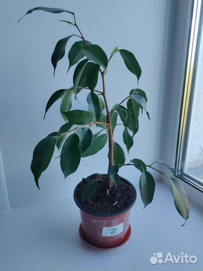 Фикус Бенджамина Даниэль