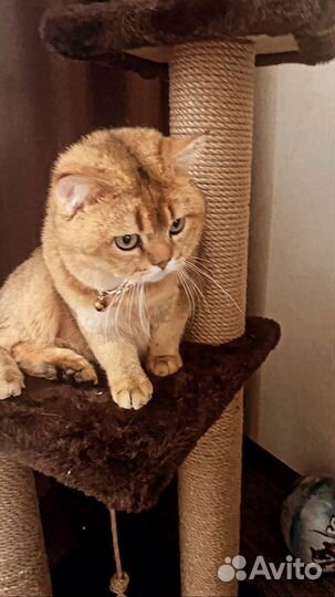 Кот шотландец