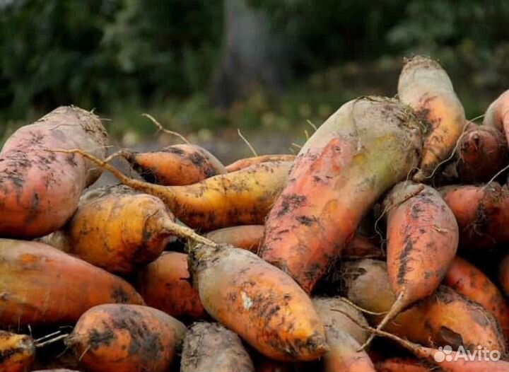 Свекла кормовая