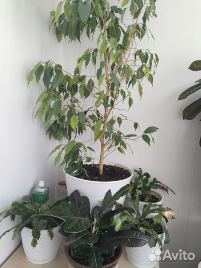 Продам кротон