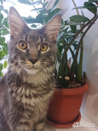 Кошки майкун