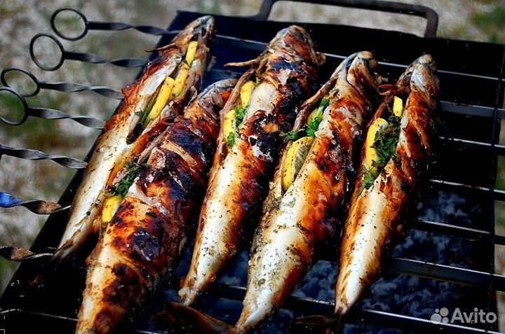 Скумбрия атлантическая