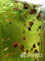 Улитки аквариумные