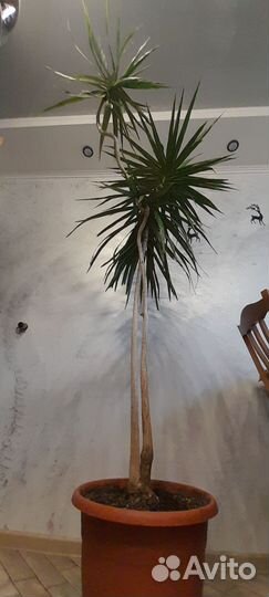 Драцена маргината или окаймленная