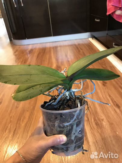 Орхидея фаленопсис (не цветёт)