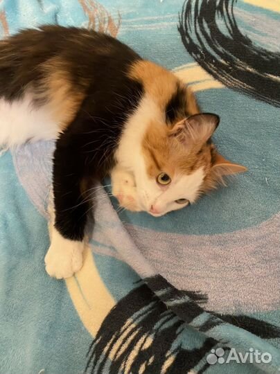 Котенок Яся