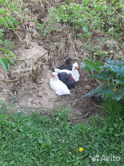 Молодые петухи 2 месяца