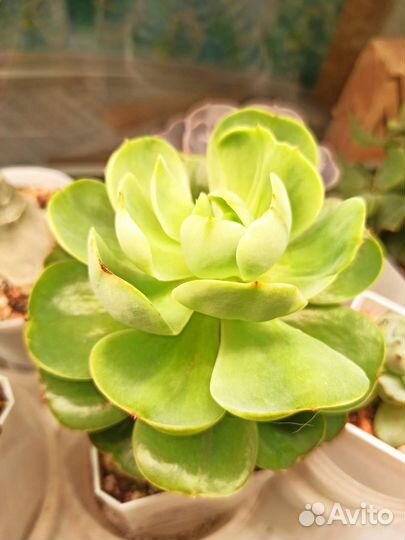 Эхеверия Peach pride