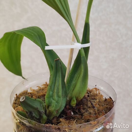 Coelogyne speciosa