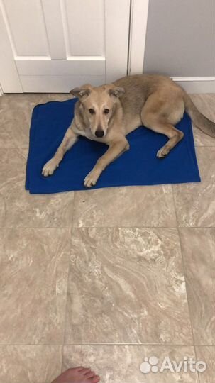 Пристраиваю Лису Михайловну