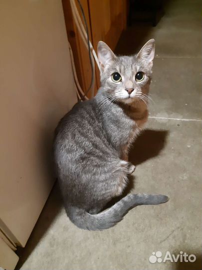 Кошка метис