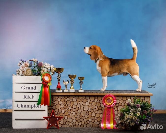 Вязка кобель Бигль