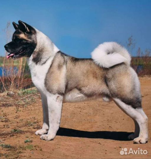 Собаки