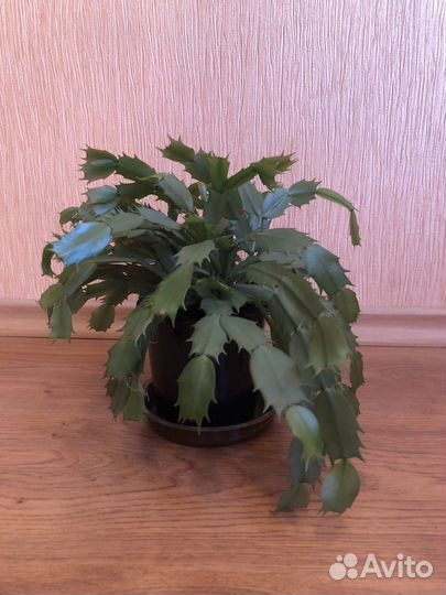 Комнатные цветы