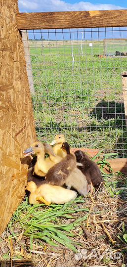 Индийский бегунок/ куриные инкубационное я