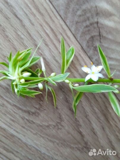 Хлорофитумы цветущие