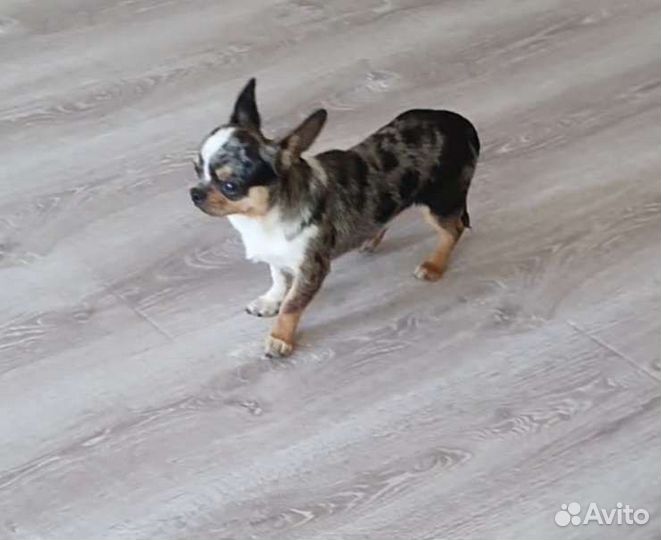 Мерле чихуахуа