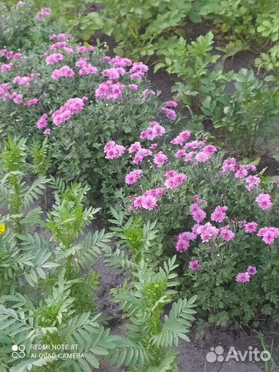 Хризантемы мультифлора